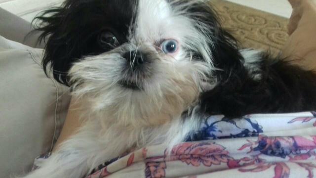 Shitzu mini com 7 meses