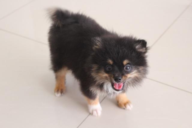 Spitz Alemão Anão Macho