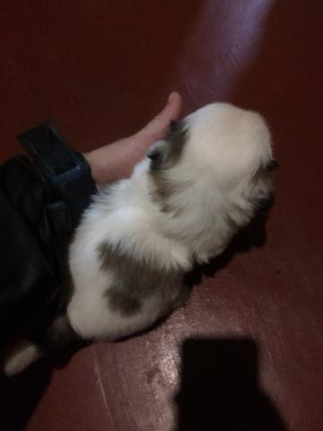 Vendo lhasa apso