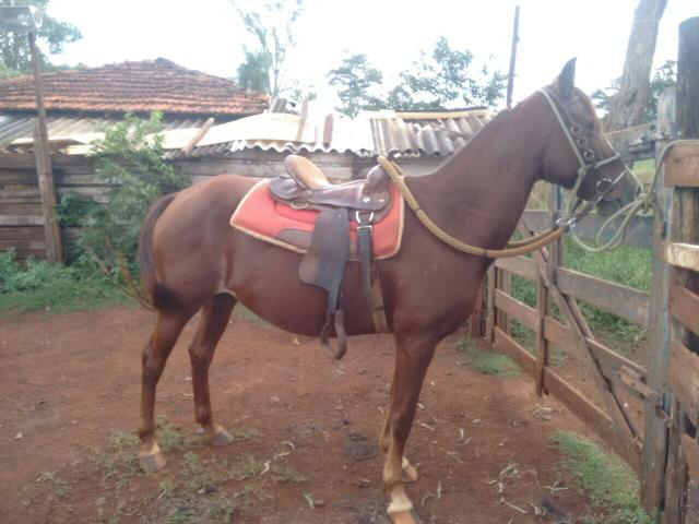 Égua mangalarga 8 anos pega marcha batida e picada