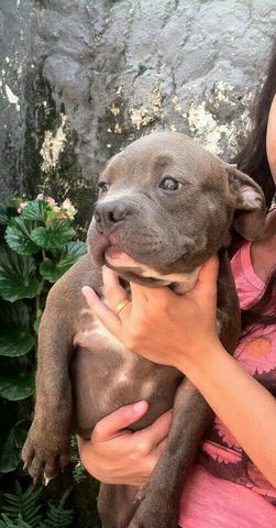 American Bully Fêmea