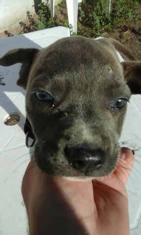 América staffordshire