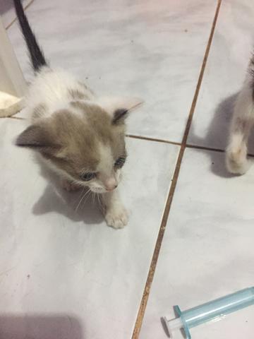 Dois gatinhos lindos pra adoção
