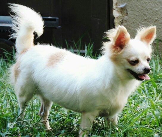 Femea de Chihuahua pelo longo com pedigree cbkc