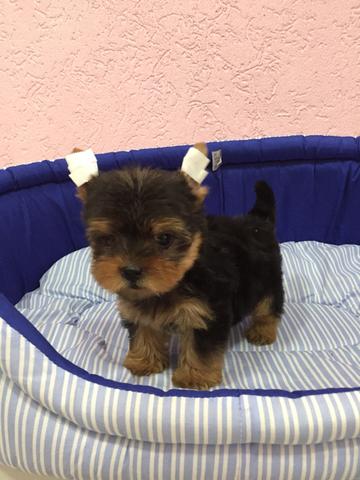 Lindo yorkshire micro vacinado e vermifugado