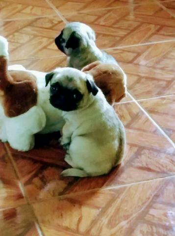 Lindos pug fêmea e macho !!