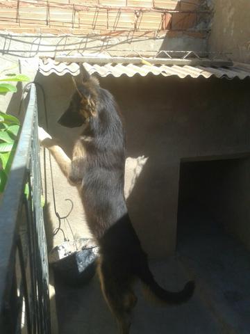 Pastor alemao para crusa