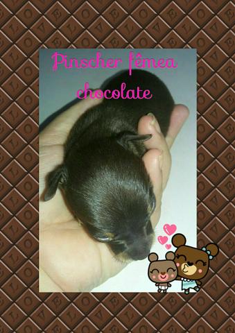 Pinscher fêmea chocolate miniatura muito pequena mesmo