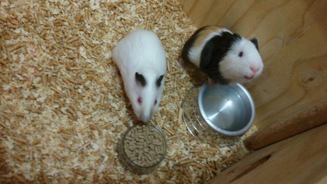 Porquinhos da índia