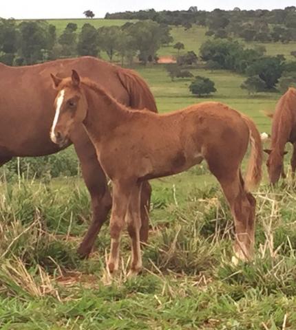 Potra quarto de milha