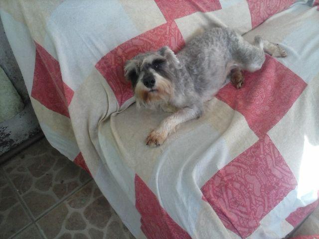 Schnauzer Fêmea adulta