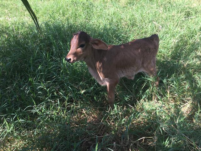 Terneira Girolanda 30 dias