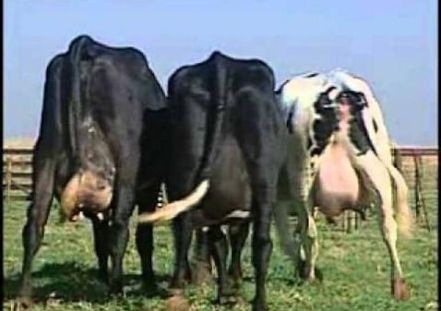 Vacas girolando