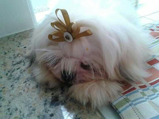 Cachorro shih tzu