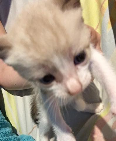 Doação de dois gatinhos. Siamês