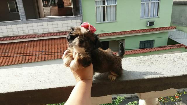 Imperdível Shihtzu Fêmea Mini! Aceito cartão