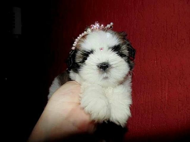 Shih tzu femea pura porte pequeno