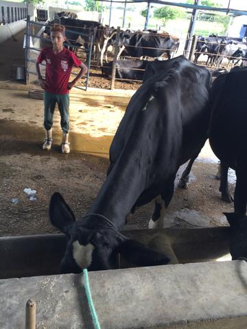 Venda de Leite e Queijo - Preço Bom