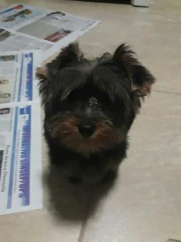 Vendo femea york 4 meses