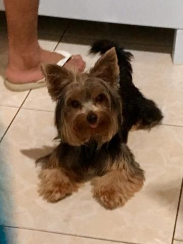 Yorkshire terrier micro
