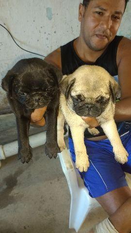 canil_pug_recife