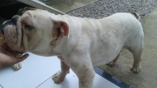 Buldogue inglês macho