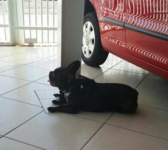 Bulldog Femea com 2 anos castrada