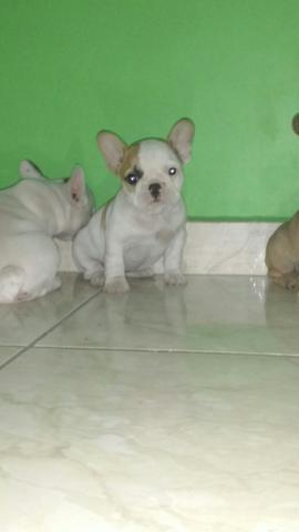 Bulldog francês