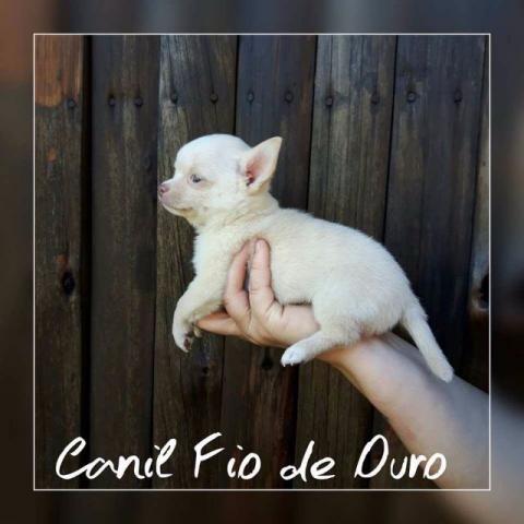 Chihuahua Imperdível