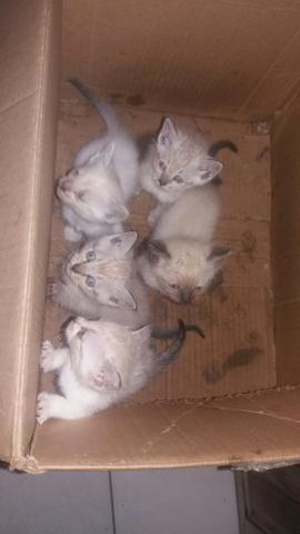 Doação de gatinhos