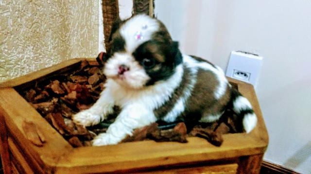 Fêmea shih tzu parcelo