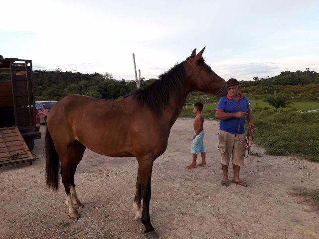 Lindo cavalo quarto de milha com campolina