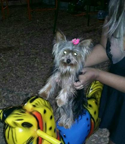 Micro yorkshaire terrier puríssimo e estou vendendo barato.