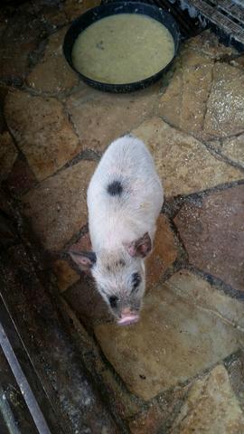 Mini pig mini porco