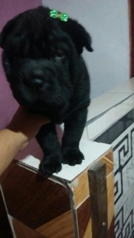 Sharpei Black