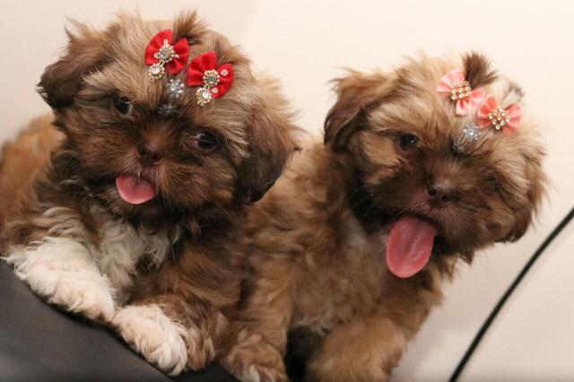 Shih tzu Mini Chocolate