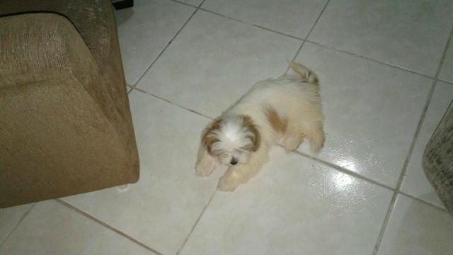 Shil tzu