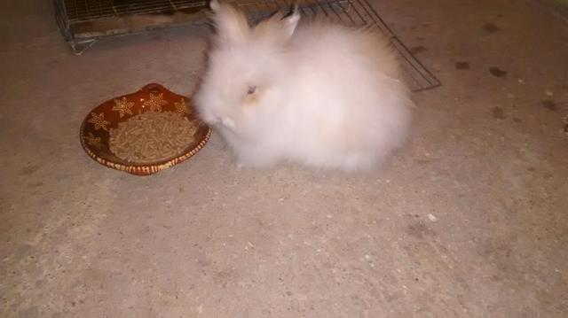 Vendo esse lindo coelho valor com gaiola 80 reais