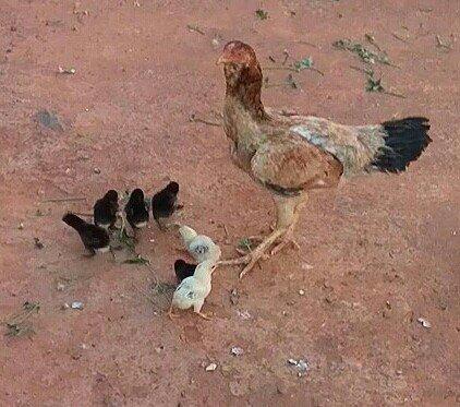 Vendo uma galinha india