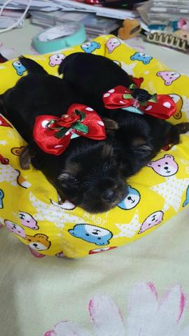 Yorkshaire fêmea micrissima vacinada valor  avista