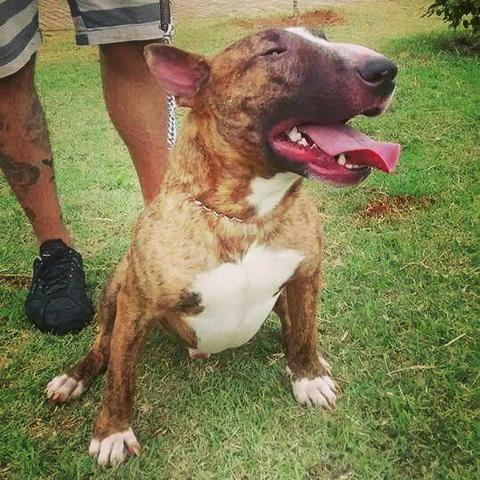 Bull Terrier Tigrado com pedigree