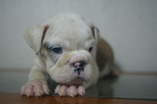 Bulldog Inglês macho