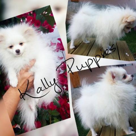 Canil Kally Puppies