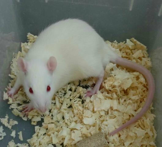 Casal de Rato wistar (laboratorio)