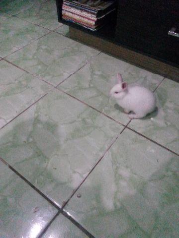 Coelhos estimacao animais