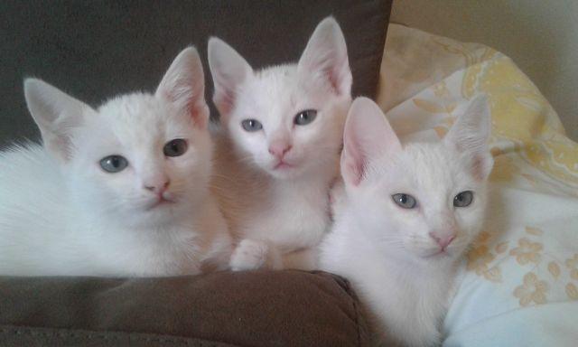 Doa-se lindas gatinhas