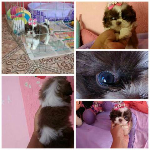 Fêmea shihtzu mini chocolate e branco