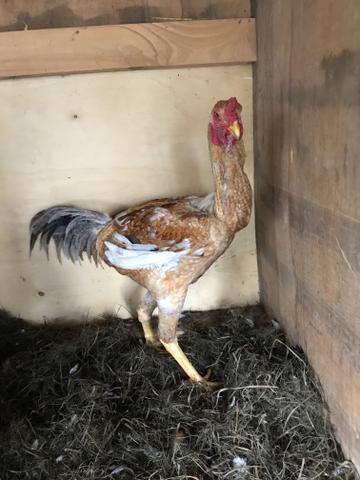 Frango indio gigante