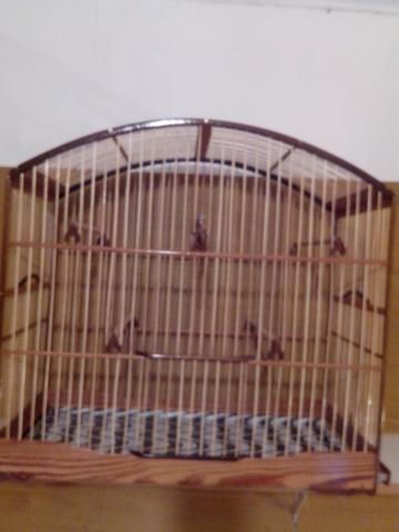 Gaiola nova de cúrio