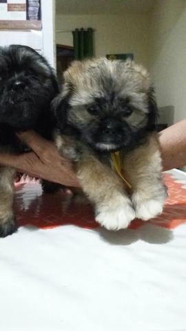 Lindo shitzu com York aceito tablet 400